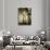 Michelangelo's Sculpture of David, Florence, Italy-Bill Bachmann-Photographic Print displayed on a wall