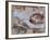 Michelangelo, the Creation of Adam in the Sistine Chapel, Vatican, Rome, Lazio, Italy, Europe-Rainford Roy-Framed Photographic Print