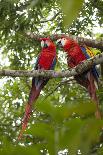 Scarlet macaws (Ara macao) wild Chiapas State, Mexico.-Michele Benoy-Westmorland-Photographic Print