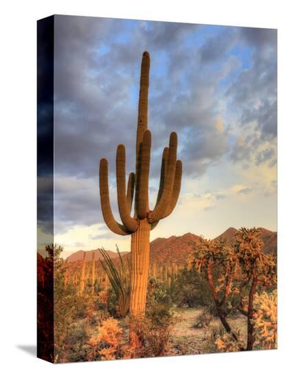Stretched Canvas Print, , large