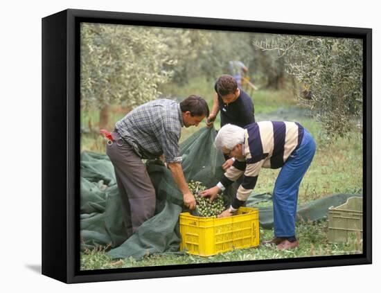 Michele Galantino Gathering Olives for Fine Extra Virgin Oil on His Estate, Puglia, Italy-Michael Newton-Framed Stretched Canvas