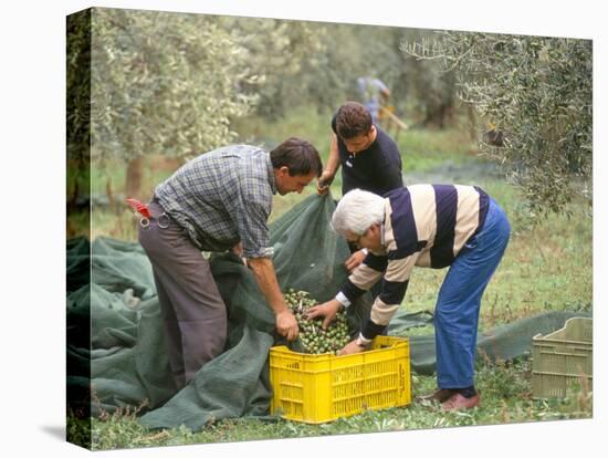 Michele Galantino Gathering Olives for Fine Extra Virgin Oil on His Estate, Puglia, Italy-Michael Newton-Stretched Canvas