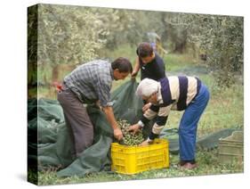 Michele Galantino Gathering Olives for Fine Extra Virgin Oil on His Estate, Puglia, Italy-Michael Newton-Stretched Canvas