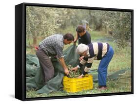 Michele Galantino Gathering Olives for Fine Extra Virgin Oil on His Estate, Puglia, Italy-Michael Newton-Framed Stretched Canvas