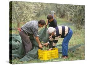 Michele Galantino Gathering Olives for Fine Extra Virgin Oil on His Estate, Puglia, Italy-Michael Newton-Stretched Canvas