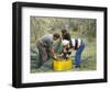 Michele Galantino Gathering Olives for Fine Extra Virgin Oil on His Estate, Puglia, Italy-Michael Newton-Framed Photographic Print