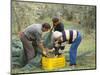 Michele Galantino Gathering Olives for Fine Extra Virgin Oil on His Estate, Puglia, Italy-Michael Newton-Mounted Photographic Print