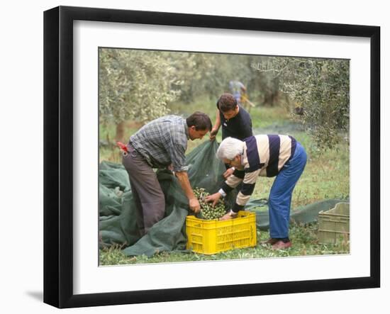 Michele Galantino Gathering Olives for Fine Extra Virgin Oil on His Estate, Puglia, Italy-Michael Newton-Framed Photographic Print