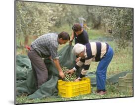 Michele Galantino Gathering Olives for Fine Extra Virgin Oil on His Estate, Puglia, Italy-Michael Newton-Mounted Photographic Print