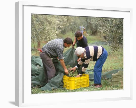 Michele Galantino Gathering Olives for Fine Extra Virgin Oil on His Estate, Puglia, Italy-Michael Newton-Framed Photographic Print