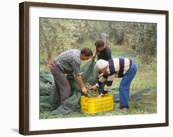 Michele Galantino Gathering Olives for Fine Extra Virgin Oil on His Estate, Puglia, Italy-Michael Newton-Framed Photographic Print