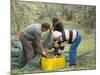 Michele Galantino Gathering Olives for Fine Extra Virgin Oil on His Estate, Puglia, Italy-Michael Newton-Mounted Photographic Print