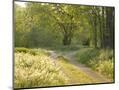 Wood Mount
