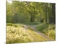 Wood Mount