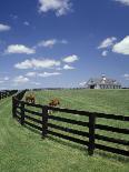 Thoroughbred in the Countryside, Kentucky, USA-Michele Molinari-Photographic Print