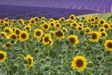 Sunset over the lavender fields in Valensole Plain, Provence, Southern France.-Michele Niles-Photographic Print