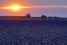 Sunset over the lavender fields in Valensole Plain, Provence, Southern France.-Michele Niles-Photographic Print