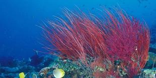 Tropical Fish in Bora-Bora Lagoon-Michele Westmorland-Photographic Print
