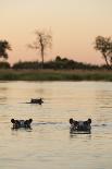Hippopotamus, Botswana-Michele Westmorland-Photographic Print