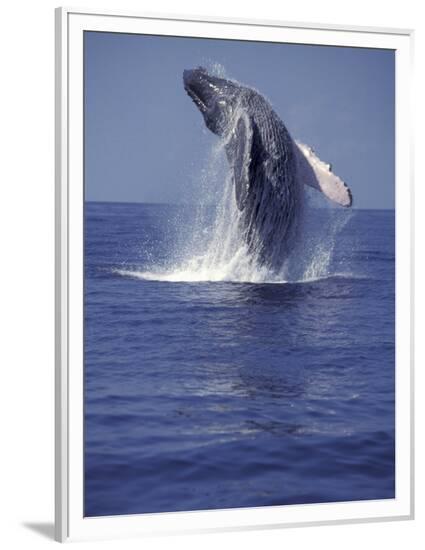 Framed Photographic Print, , large