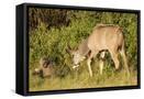 Framed Canvas