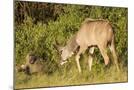 Wood Mount
