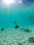 Tropical Fish in Bora-Bora Lagoon-Michele Westmorland-Photographic Print