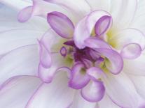 Purple Flower-Michele Westmorland-Photographic Print