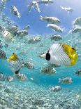 Tropical Fish in Bora-Bora Lagoon-Michele Westmorland-Photographic Print