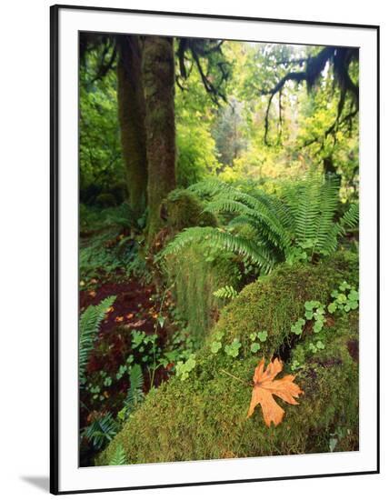 Framed Photographic Print, , large
