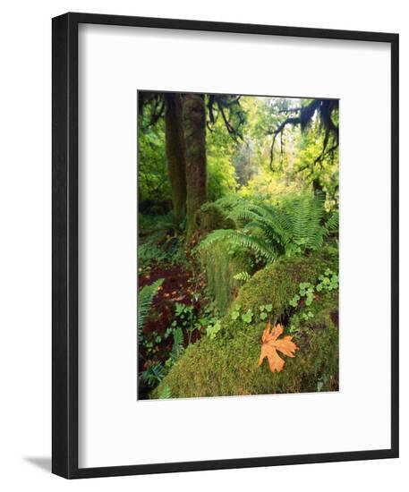 Framed Photographic Print, , large