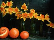 Arrangement of Daffodils and Oranges-Michelle Garrett-Stretched Canvas