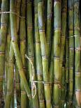 Close-Up of Bundles of Sugar Cane in Mexico, North America-Michelle Garrett-Photographic Print
