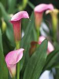 Pink Calla Lily Flowers-Michelle Garrett-Photographic Print