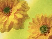 Arrangement of Daffodils and Oranges-Michelle Garrett-Photographic Print