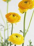 Two Yellow Chrysanthemums-Michelle Garrett-Photographic Print