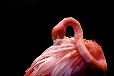 A Beautiful Flamingo Cleaning its Feathers / Shy / American Flamingo Photographed at Flamingo Garde-Michelle Sherwood-Laminated Photographic Print