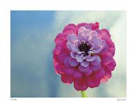 Sparkley-Michelle Wermuth-Giclee Print