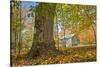 Michigan Barn in autumn-Terry Bidgood-Stretched Canvas