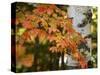 Michigan, Bewabic Sp. Maple Tree in Fall Foliage and White Birch-Petr Bednarik-Stretched Canvas