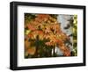 Michigan, Bewabic Sp. Maple Tree in Fall Foliage and White Birch-Petr Bednarik-Framed Photographic Print