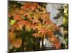 Michigan, Bewabic Sp. Maple Tree in Fall Foliage and White Birch-Petr Bednarik-Mounted Photographic Print