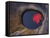Michigan, Black River. Red Maple Leaf in a Small Lava Hole-Petr Bednarik-Framed Stretched Canvas