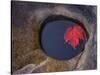 Michigan, Black River. Red Maple Leaf in a Small Lava Hole-Petr Bednarik-Stretched Canvas