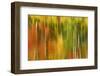 Michigan, Bond Falls Recreation Area. Fall Birch and Maple Trees-Jaynes Gallery-Framed Photographic Print