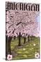 Michigan - Cherry Orchard in Blossom-Lantern Press-Stretched Canvas