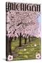 Michigan - Cherry Orchard in Blossom-Lantern Press-Stretched Canvas