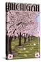 Michigan - Cherry Orchard in Blossom-Lantern Press-Stretched Canvas