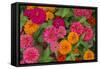Michigan, Dearborn, Greenfield Village. Close Up of Zinnia Flowers-Cindy Miller Hopkins-Framed Stretched Canvas