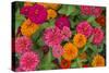 Michigan, Dearborn, Greenfield Village. Close Up of Zinnia Flowers-Cindy Miller Hopkins-Stretched Canvas